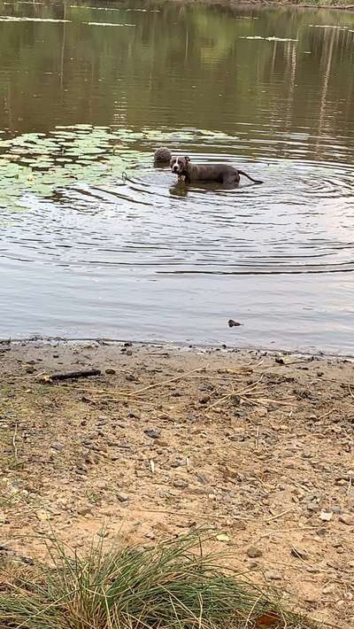 Dogorama-Monats-Challenge-Mai "Wasser"-Beitrag-Bild