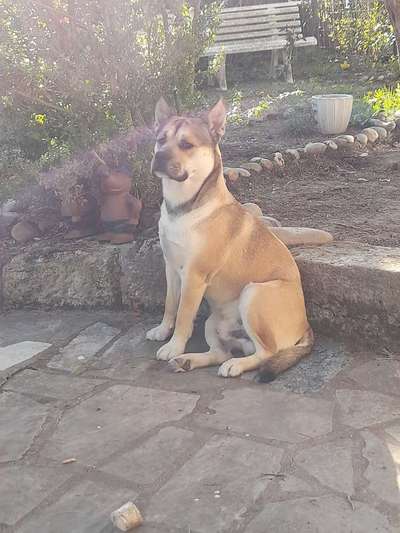 Welche Hunderasse-Beitrag-Bild