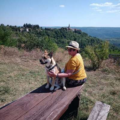 Hundetreffen-Gemeinsame Gassirunde-Profilbild