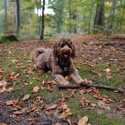 Hundetreffen-Regelmäßige Gassi-/Spielpartner gesucht-Bild