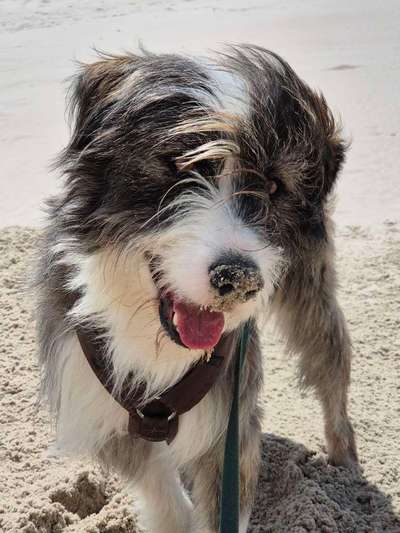 TierschutzhundeStammtisch🐕-Beitrag-Bild