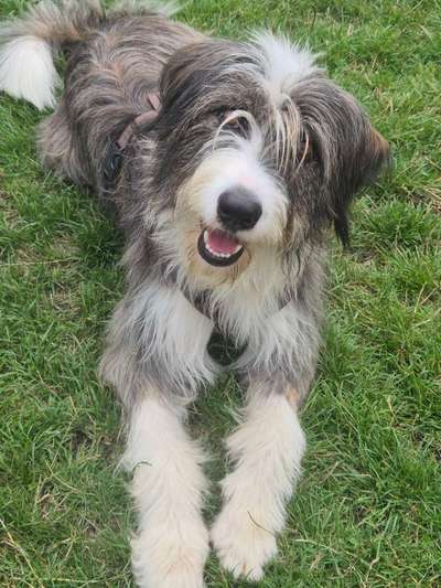 TierschutzhundeStammtisch🐕-Beitrag-Bild