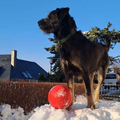 Hundetreffen-Hundetreffen-Bild