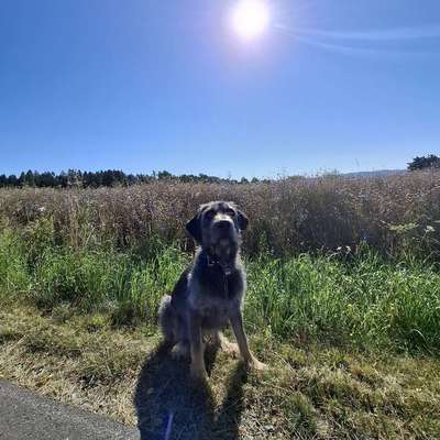 Hundetreffen-Hundetreffen-Bild