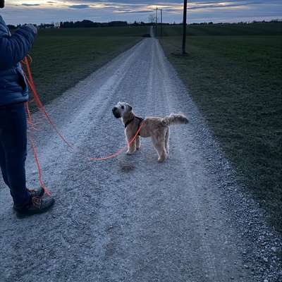 Hundetreffen-Übungsspaziergang-Bild