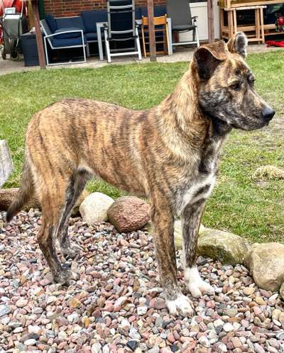 Mischlingshunde Foto Aufruf-Beitrag-Bild