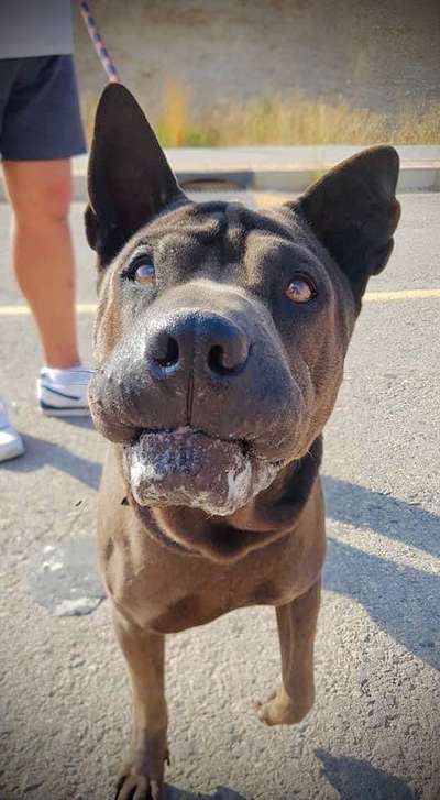 Shar Pei Mischlinge-Beitrag-Bild