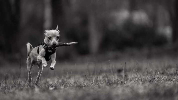 Dein Hund im Dogorama-Kalender 2021-Beitrag-Bild