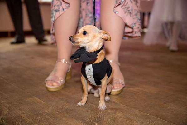 Dein Hund im Dogorama-Kalender 2021-Beitrag-Bild