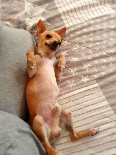 Dein Hund im Dogorama-Kalender 2021-Beitrag-Bild