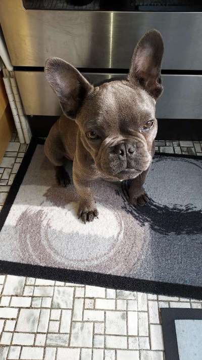 Französische Bulldoggen-Beitrag-Bild