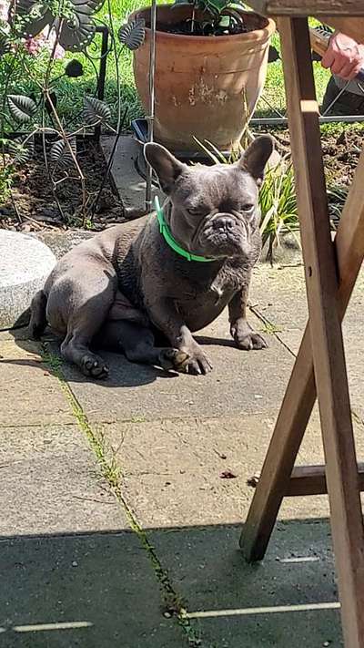 Französische Bulldoggen-Beitrag-Bild