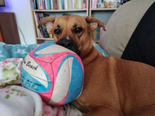 Podencomischling oder Podenco-Beitrag-Bild