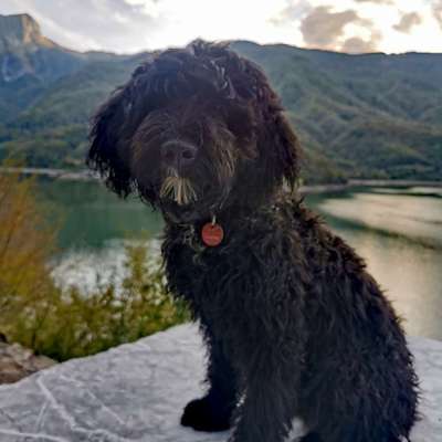 Portugiesischer Wasserhund-Beitrag-Bild