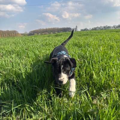 Hundetreffen-Hunde treffen zum spielen und gassi gehen-Bild