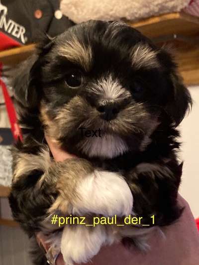 Welpen Bilder !-Beitrag-Bild