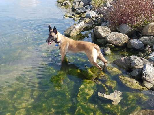 Deutsche Schäferhunde, Belgische Schäferhunde.-Beitrag-Bild