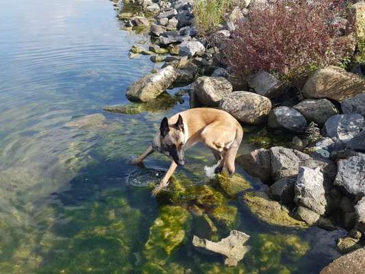 Dogorama Photo Challenge - Steine/Felsen-Beitrag-Bild