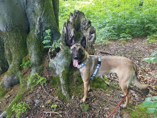 Welche Rasse kann man noch mit guten Gewissen kaufen?-Beitrag-Bild