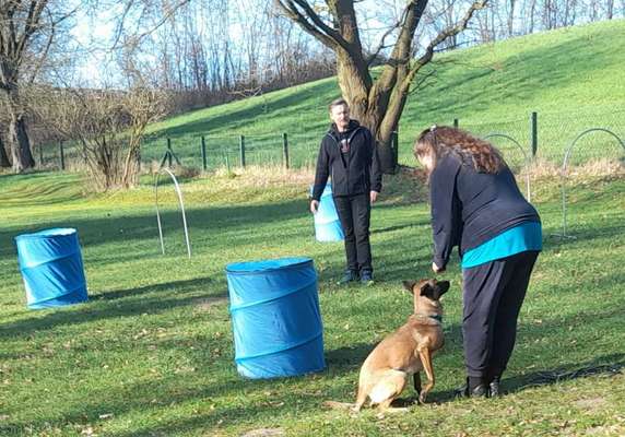 Hunde und ihre Hobbys-Beitrag-Bild