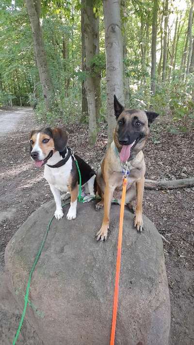 Bester Freund, Hundekumpel - zeigt her!-Beitrag-Bild