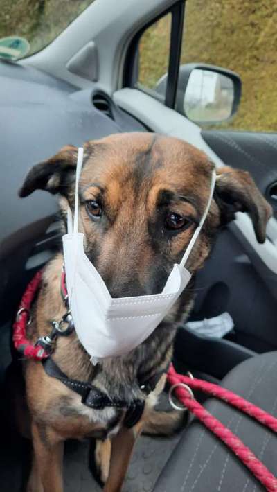 Hunde Memes-Beitrag-Bild