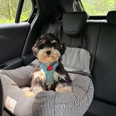 Hundetreffen-Spielpartner gesucht-Bild
