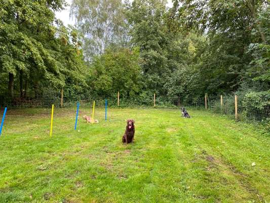 Hundeauslaufgebiet-Langlingen-Bild