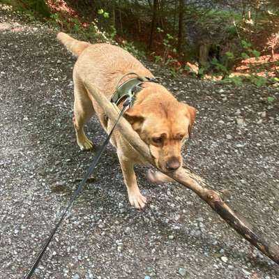 Hundetreffen-Spiel-/Gassitreffen-Bild
