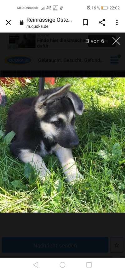 Dogorama Photo Challenge - Der Frühling kommt-Beitrag-Bild