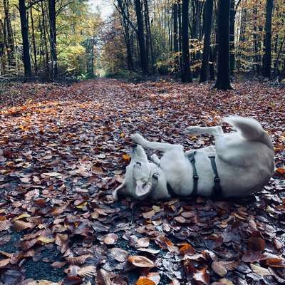 Hundetreffen-Spielrunde in Dreieich-Bild