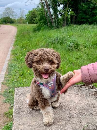 Hundetreffen-Hundespaziergang mit Spielen und Toben-Bild