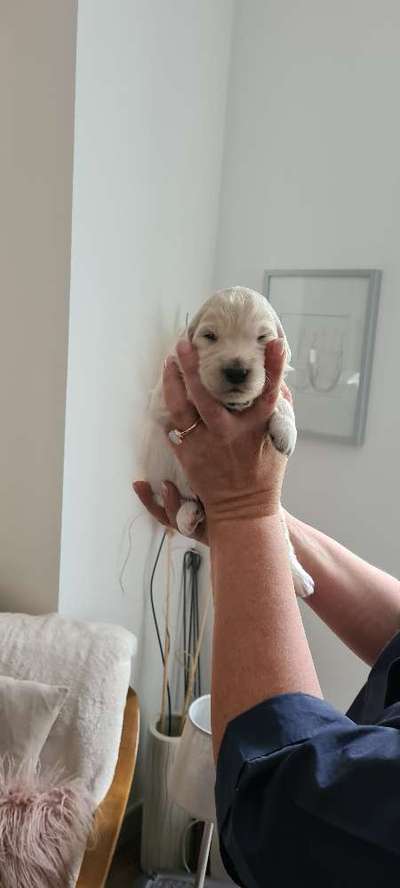 Welpen Bilder !-Beitrag-Bild