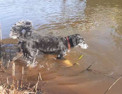 Hundeauslaufgebiet-HundeWele-Bild