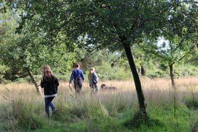 Hundeauslaufgebiet-Waldgelände-Bild