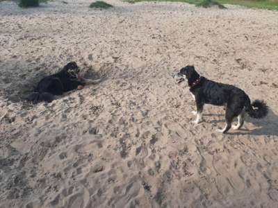 Hundeauslaufgebiet-Hundefreilauf Leck-Bild