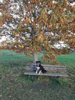 Hundeauslaufgebiet-Bürgerpark-Bild