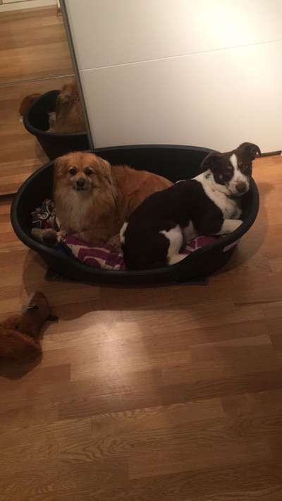 Bester Freund, Hundekumpel - zeigt her!-Beitrag-Bild