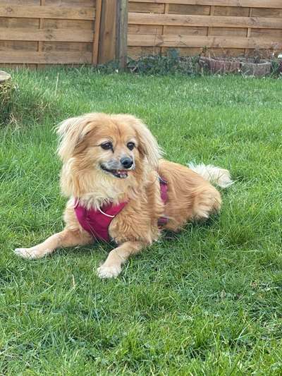 Wie heißt dein Hund?-Beitrag-Bild