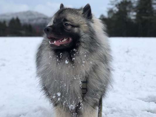 Die Dogorama Kalender Challenge Teil 2/4-Beitrag-Bild