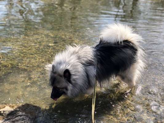 Dogorama-Monats-Challenge-Mai "Wasser"-Beitrag-Bild