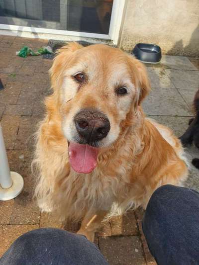 Wo sind die Golden Retriever Liebhaber?-Beitrag-Bild