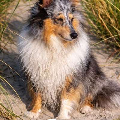 Hundetreffen-Wo sind die Shelties-Bild