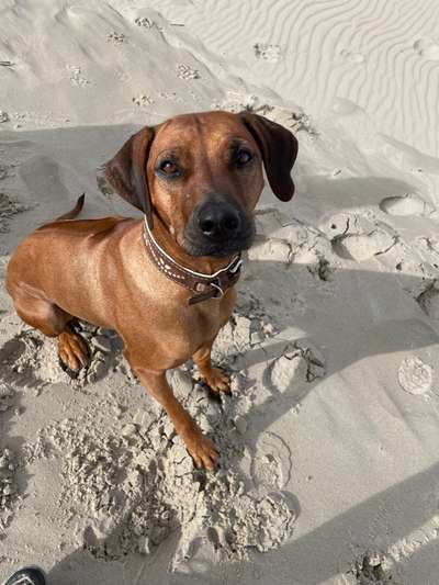 Rhodesian Ridgeback-Beitrag-Bild
