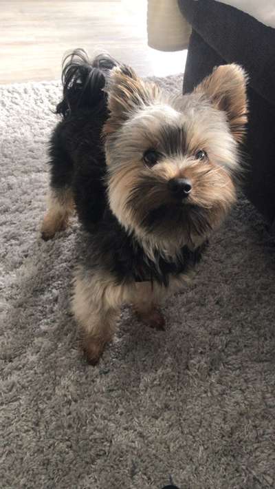 Yorkshire Terrier-Beitrag-Bild