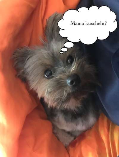 Yorkshire Terrier-Beitrag-Bild