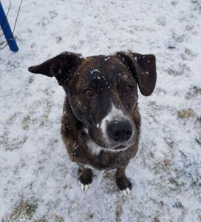 Mischlinge raten - Rätselspaß-Beitrag-Bild