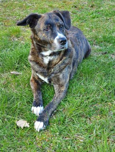 Mischlinge raten - Rätselspaß-Beitrag-Bild