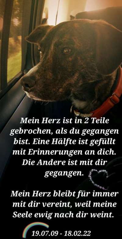 Mischlinge raten - Rätselspaß-Beitrag-Bild