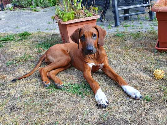 Rhodesian Ridgeback-Beitrag-Bild